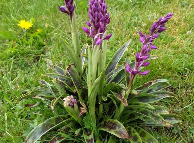 Vulkaneifel Haus Pesch * Brockscheid